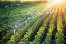 Read more about the article What is Sprinkler Irrigation System? Uses & Advantages of a Sprinkler Irrigation System